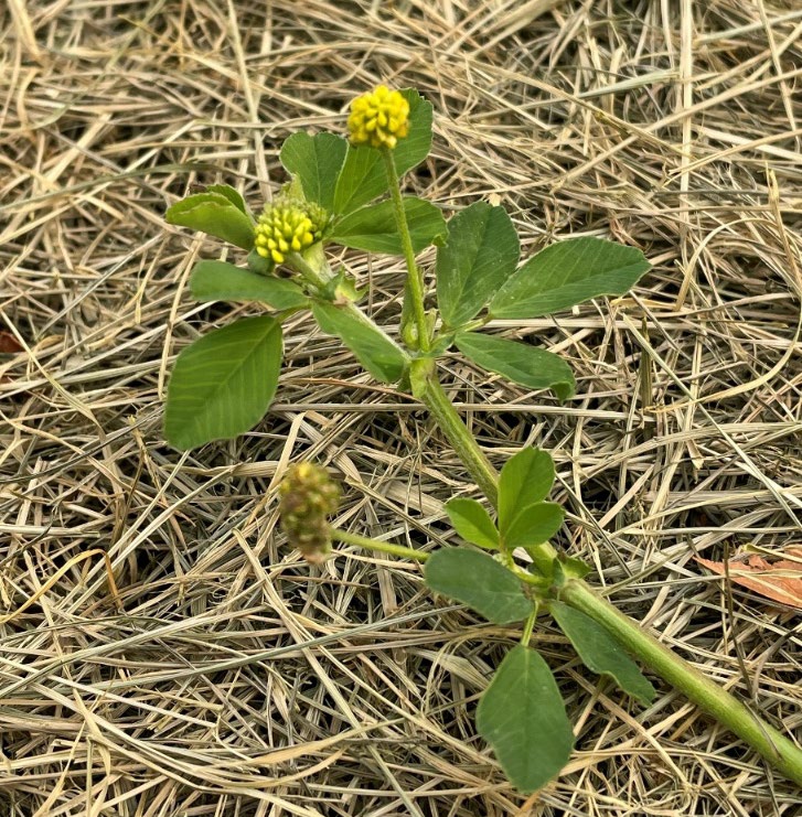 Horizontal stem of black medic plant growing along the ground