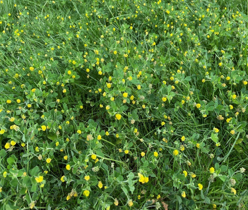 Black medic plants overtaking a lawn area