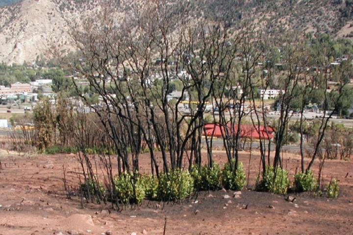 Gambel Oak after a fire