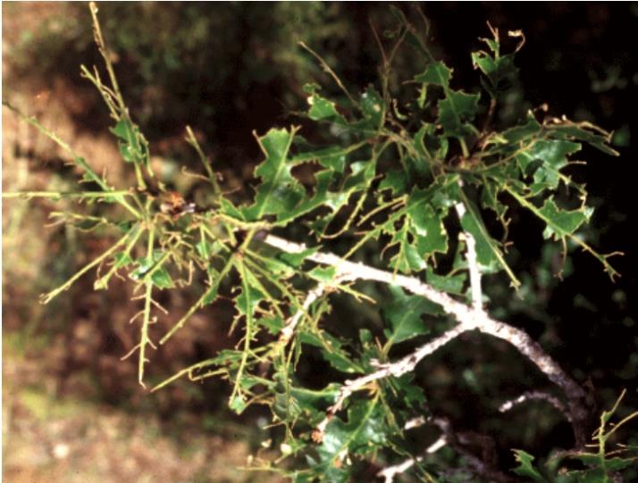 Insect Damage to Gambel Oak Leaves