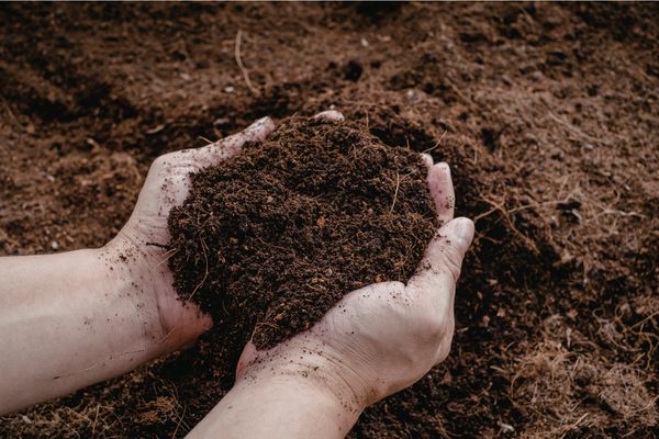 Hands holding rich garden soil