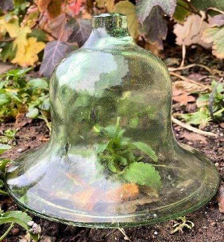 Glass cloche over a garden plant