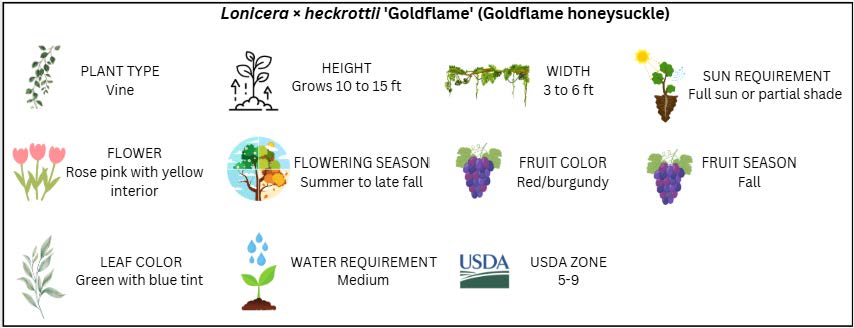 Infographic describing *Lonicera × heckrottii* ‘Goldflame’ (Goldflame honeysuckle), a vine growing 10–15 feet tall and 3–6 feet wide. It features rose-pink flowers with yellow interiors that bloom from summer to late fall, red or burgundy fruit in fall, green leaves with a blue tint, medium water needs, full sun to partial shade, and is hardy in USDA zones 5–9.