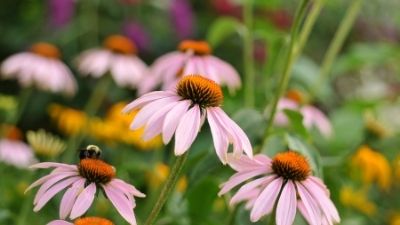 Fall's a Good Time to Move Perennials