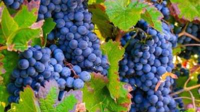 grapes on a vine. 
