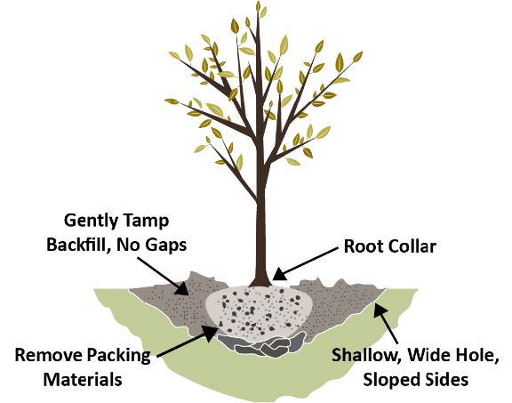 planted tree with roots shown and labeled