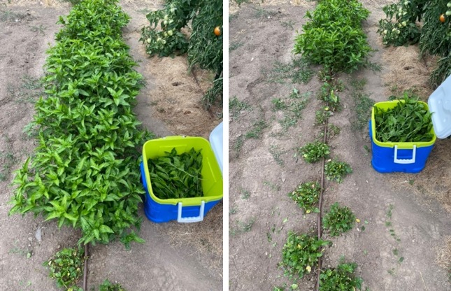 Two photos of a garden, one with a lush row of green plants and a container partially filled with harvested leaves, and the other showing the same row after harvesting, with much fewer leaves remaining.