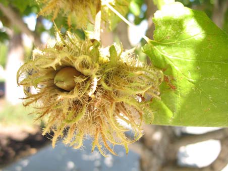 Hazelnuts form in a husk. Nuts usually fall when ripe but may need to be hand harvested
