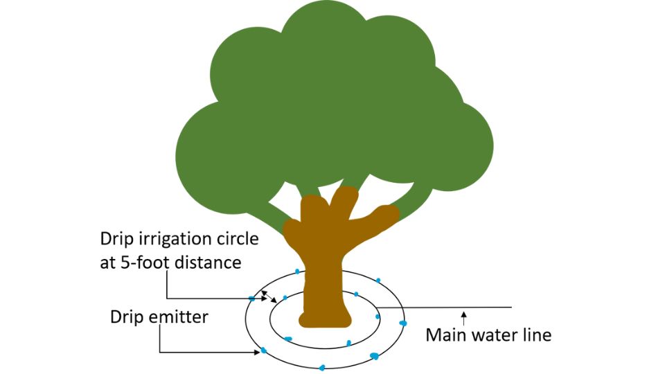 irrigation loop around tree