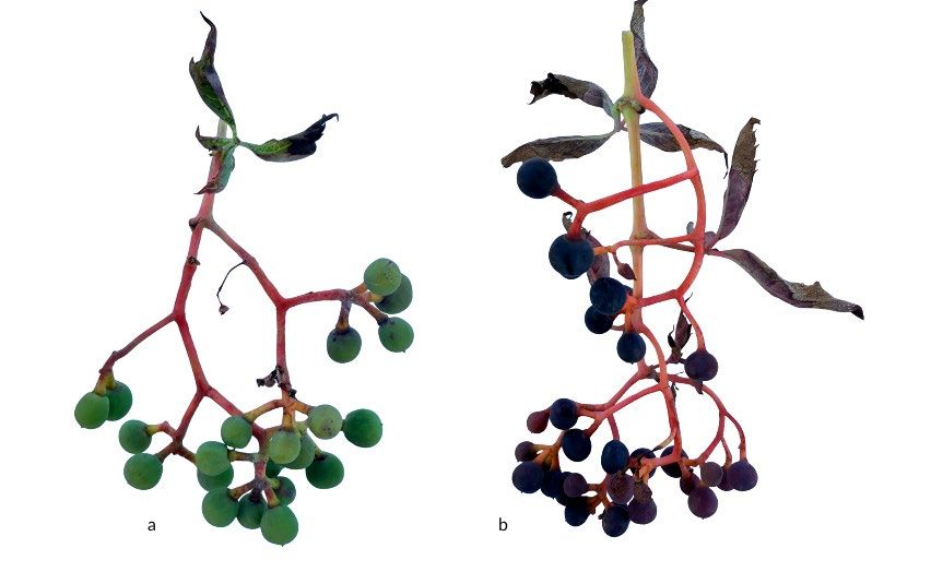 Bluish-black berry clusters of Virginia creeper in late spring and early fall