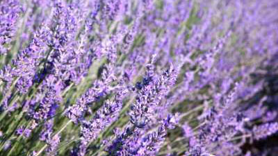 English Lavender in the Garden