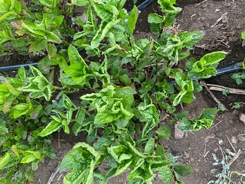 Picture showing leaf curling in the summer