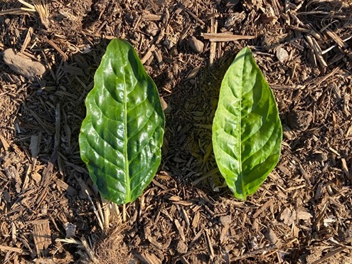 Picture of leaves from 'Chijima' and 'Senbon'