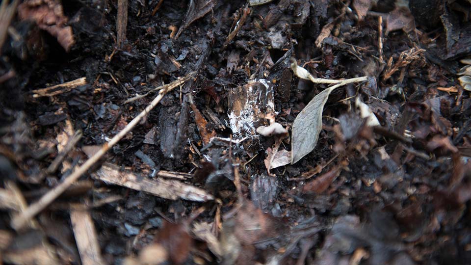 Pile of compost with still decomposing leaves