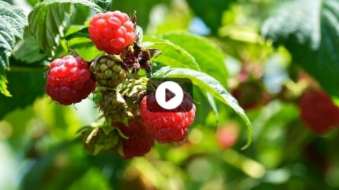 How to Manage Your Raspberry Plants like a Pro