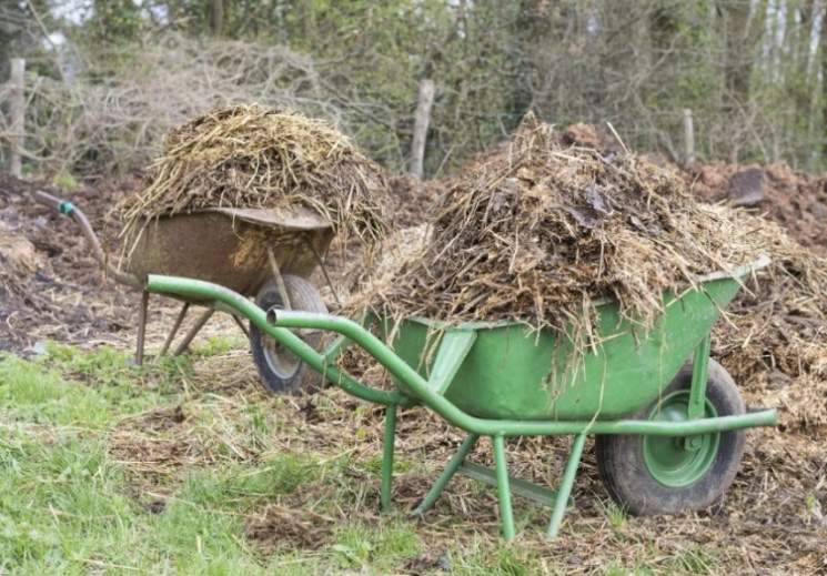 Manure and straw in wheelbarrow