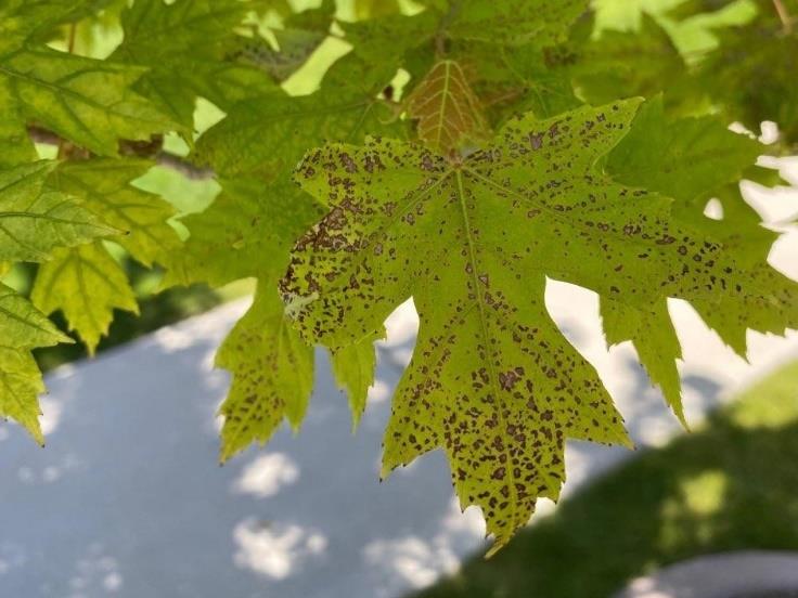 Iron chlorosis on maple leaf