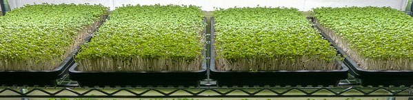 Sprouts of microgreens growing in trays