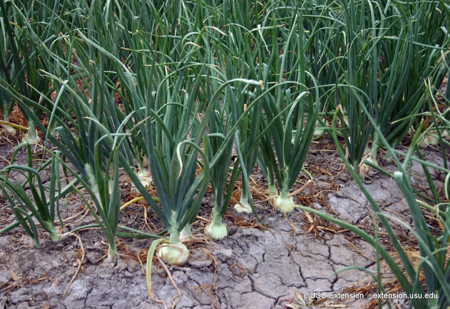Rows of onions growing in the dirt ground. 