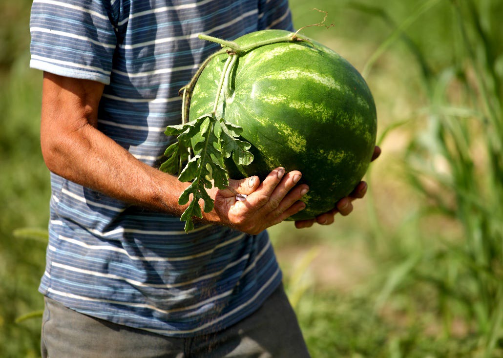 Man holding a green watermelon