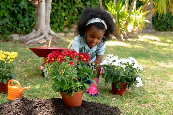 Colorful flowers blooming in a garden