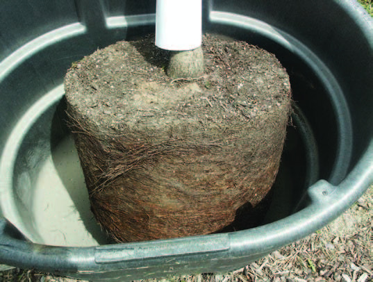 Root-bound potted tree after pot removal