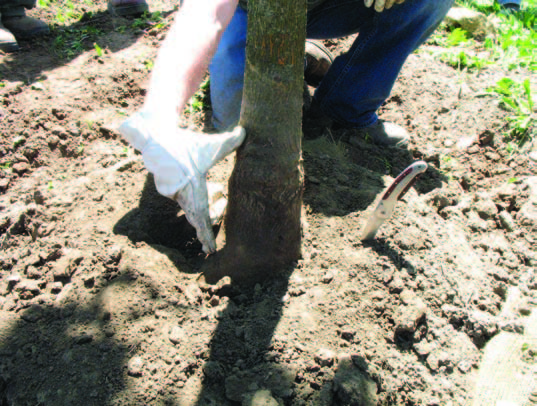 B&B tree after exposing buried root collar