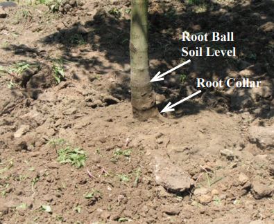 Proper planting depth with root collar at surface