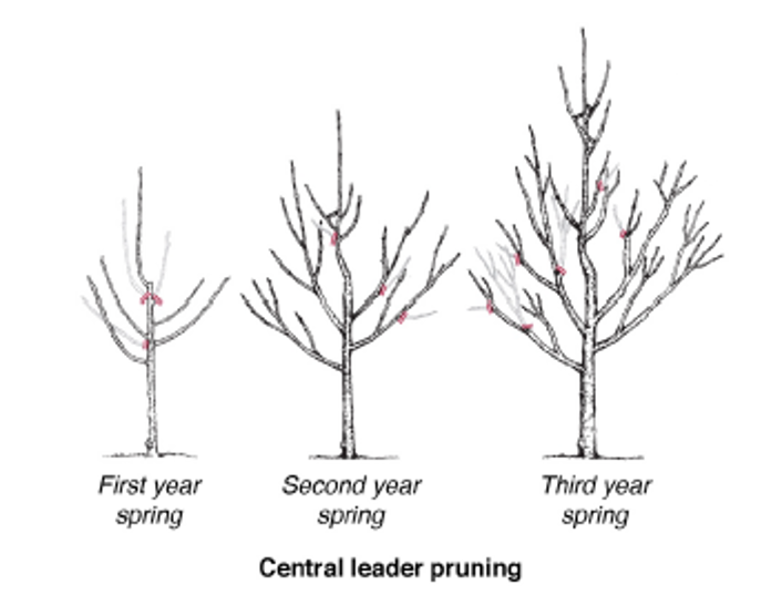 central leader pruning diagram