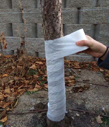 Wrapping young tree trunks with white reflective wrap