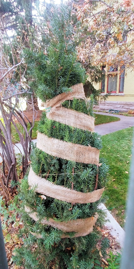 Wrapped upright evergreen
