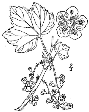 Illustration of red currant