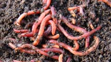 red worms in soil