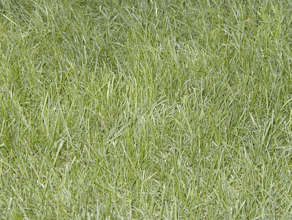 Healthy lawn grass