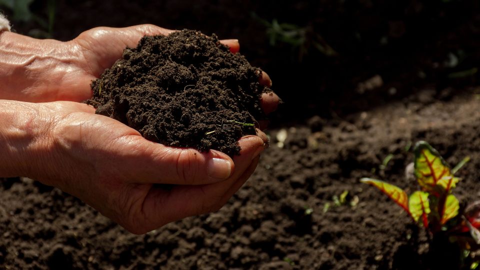 Outstretched hand cupping soil and in a garden.