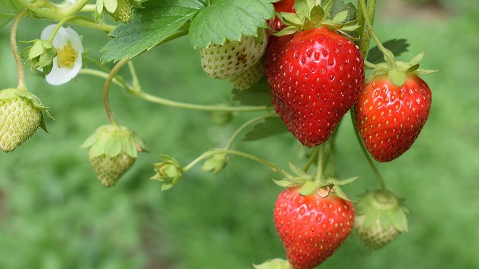 How to Grow Strawberries in Utah? 