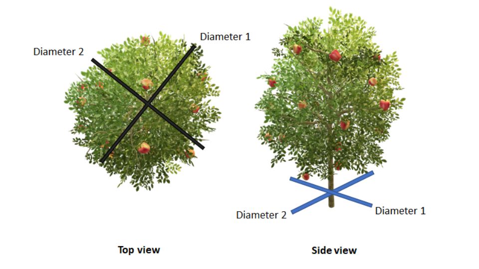 top view and side view of tree diameter