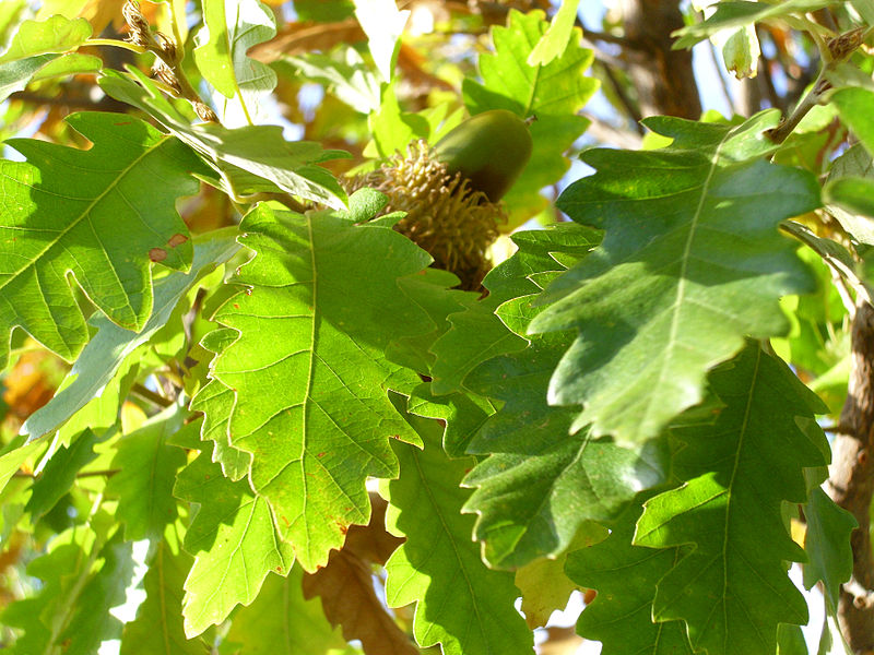 turkey oak leaves