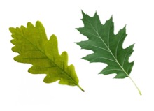 red oak leaf next to white oak leaf