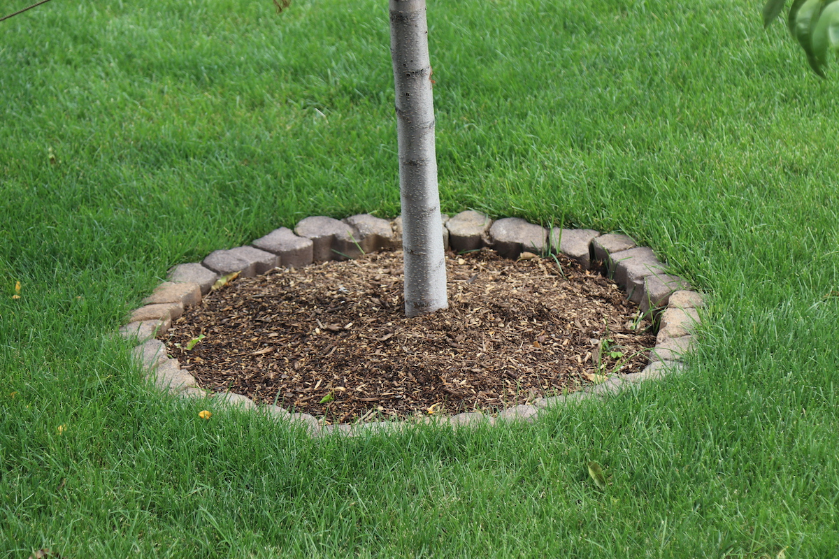 Organic mulch placed around a peach tree trunkreduces competition from turfgrass.
