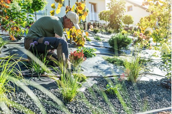 Person adjusting drip irrigation in a vegetable garden