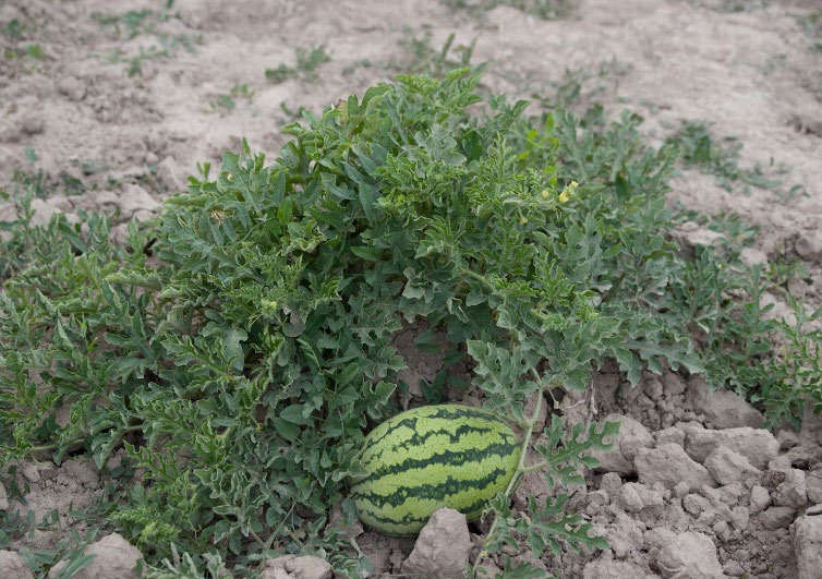 A watermelon growing on a plant in a garden