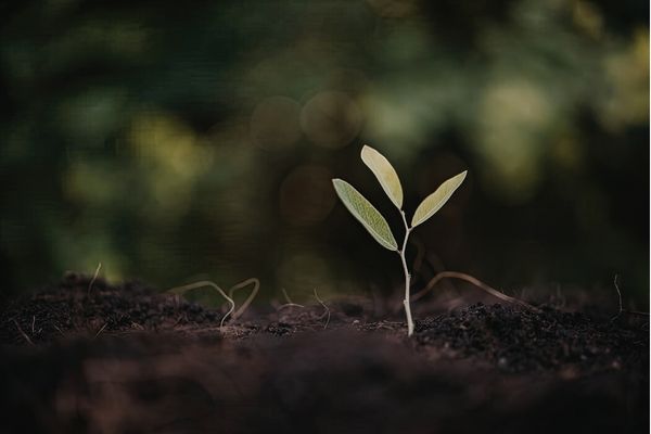 Vegetables growing in a garden